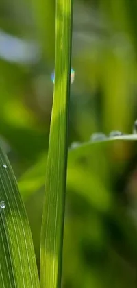 This live wallpaper for phones features a breathtakingly real close-up image of a single blade of grass with water droplets resembling pearls of sweat
