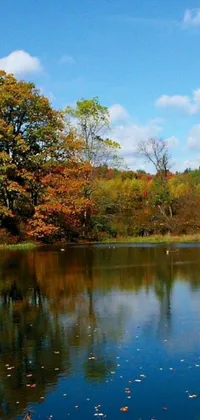 This live wallpaper features a calming body of water adorned by stunningly beautiful autumn-colored oak trees