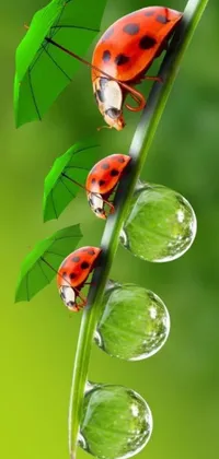 This phone live wallpaper features a charming display of two ladybugs posing on top of a green leaf set against a rainy background