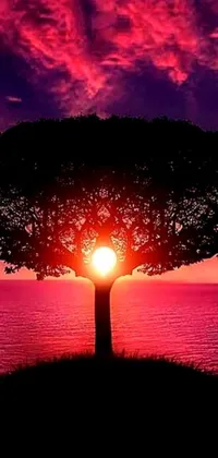 This live wallpaper depicts a tree against a beautiful sunset backdrop