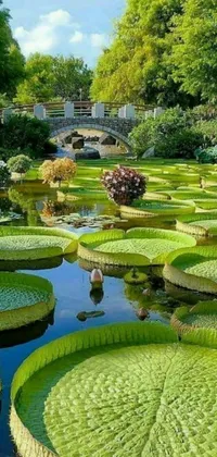 This live wallpaper showcases a pond filled with lush green water lilies, surrounded by a meticulously manicured garden