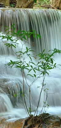 Experience the beauty of nature with this stunning live wallpaper depicting a small tree growing in front of a magnificent waterfall
