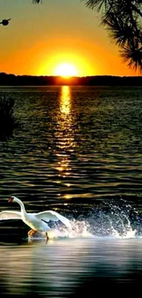 The live phone wallpaper showcases a graceful swan elegantly swimming in a serene lake during the sunset