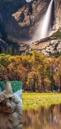 Pleasantly animated, this phone live wallpaper showcases a contented cat gazing at the stunning waterfall view at Yosemite Valley