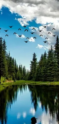 Enjoy the peaceful sight of birds flying over a body of water in this breathtaking phone live wallpaper