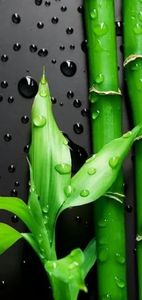This live wallpaper showcases a close-up of a plant with water droplets on its leaves