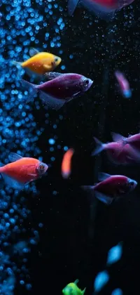 Make your phone screen pop with this dazzling Fish Aquarium Live Wallpaper! Featuring a group of graceful fish swimming in a vibrant and colorful aquarium against a black backdrop