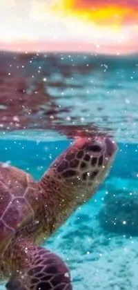 This phone live wallpaper showcases a stunning image of a turtle swimming in the ocean at sunset