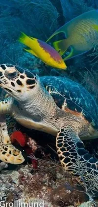 This stunning phone live wallpaper features a majestic turtle perched atop a vibrant coral reef