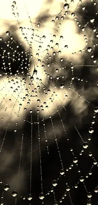 This live wallpaper features a black and white photo of a spider web, giving a vintage feel to your phone's background