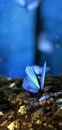 This captivating live wallpaper is beautifully crafted with a macro photograph of a blue butterfly sitting serenely atop a rock
