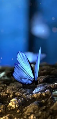 This live phone wallpaper features a beautiful butterfly on a rock, set against a backdrop of a blue forest in a fantasy world
