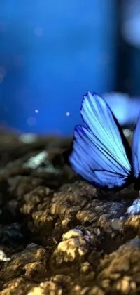 This phone live wallpaper features a high-quality close-up shot of a beautiful blue butterfly on a rock, surrounded by a serene and calming blue forest