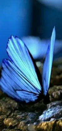 This lively live wallpaper features a stunning blue butterfly perched on a smooth rock amid lush greenery
