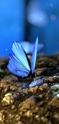 This live wallpaper features a stunning macro photograph of a blue butterfly sitting on a rock, surrounded by other butterflies in motion
