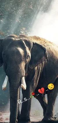 Get a peaceful and serene ambiance on your phone screen with this live wallpaper! The wallpaper features a beautiful elephant standing in the dirt