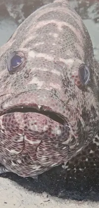 Enhance your phone's aesthetics with this breathtaking live wallpaper featuring a close-up photograph of a fish on a sandy surface