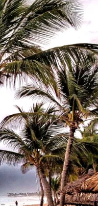 This phone live wallpaper features an amazing view of palm trees on a sandy beach with stormy weather