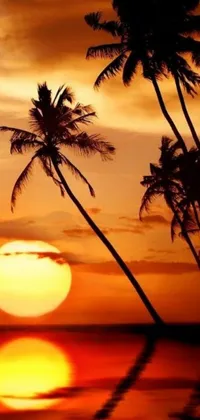This stunning live wallpaper features palm trees, a beach, and a beautiful sunset in orange hues