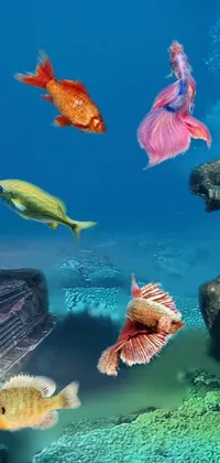 Nature Water Underwater Live Wallpaper