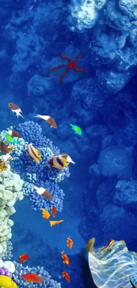 Get mesmerized by this stunning phone live wallpaper of fish swimming around a coral reef in the Red Sea