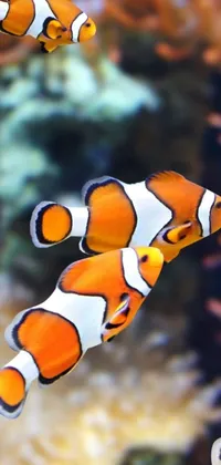 This phone live wallpaper features a group of colorful clown fish swimming in an aquarium