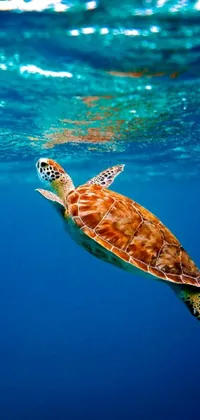 This live phone wallpaper features a graceful turtle swimming in crystal clear blue water accompanied by colorful fish