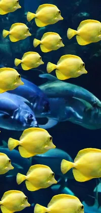This live phone wallpaper features a stunning aquatic scene of yellow fish swimming in a large tank