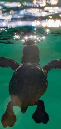 This stunning live phone wallpaper depicts a close-up of a turtle as it swims gracefully in shallow waters