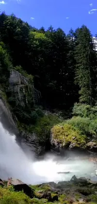 Bring the beauty of nature to your phone with this incredible live wallpaper