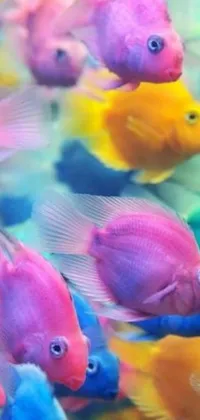 Add color and movement to your phone's background with this stunning live wallpaper featuring a group of colorful fishes