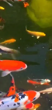 Experience the tranquil beauty of a Koi fish pond with this phone live wallpaper