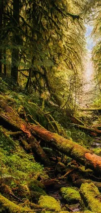 This phone live wallpaper depicts a peaceful path in a lush forest, complete with green moss, tall trees, and a babbling stream