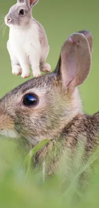 This mesmerizing live wallpaper features a cute little rabbit sitting on top of another rabbit, both levitating in mid-air