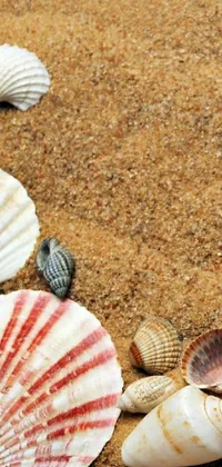 This phone live wallpaper features a charming display of shells resting on top of a sandy beach