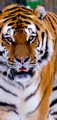 Get an awe-inspiring close-up of a majestic tiger with this phone live wallpaper