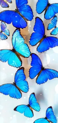 This phone live wallpaper displays a breathtaking image of blue butterflies inside a glass box