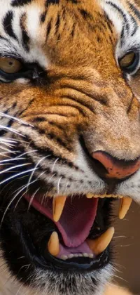 This mobile live wallpaper depicts a tiger up-close with its mouth open