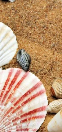 This phone live wallpaper showcases an enchanting image of multiple shells lounging on a sandy beach amidst a serene backdrop