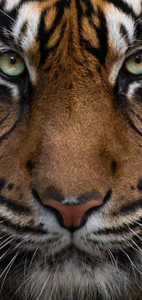Get up close and personal with the majestic and fierce tiger with this ultra-realistic phone live wallpaper