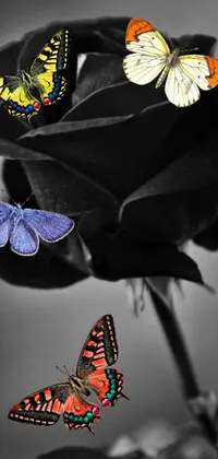 This mesmerizing live wallpaper features a group of colorful butterflies perched on a stunning black rose