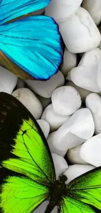 This live wallpaper features two colorful and intricate blue and green butterflies sitting on some white rocks