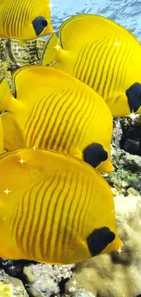 Nature Yellow Underwater Live Wallpaper