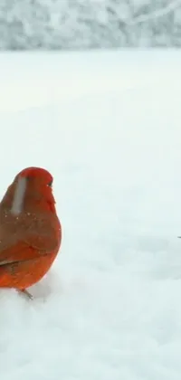 Northern Cardinal Cardinal Bird Live Wallpaper