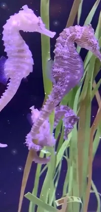 Northern Seahorse Plant Syngnathiformes Live Wallpaper
