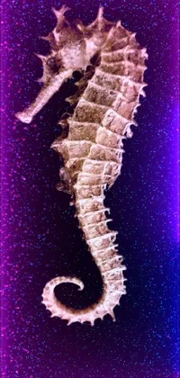 Northern Seahorse Syngnathiformes Insect Live Wallpaper