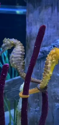 Northern Seahorse Syngnathiformes Plant Live Wallpaper
