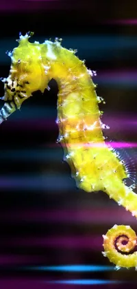 Northern Seahorse Syngnathiformes Water Live Wallpaper