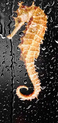 Northern Seahorse Water Syngnathiformes Live Wallpaper
