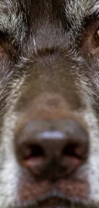This phone live wallpaper showcases a Labrador Retriever's face in impeccable detail, captured by an expert photographer